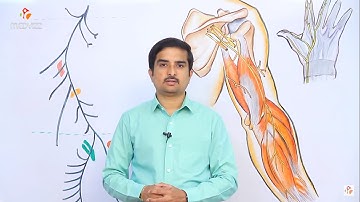 Radial Nerve anatomy - Origin , Course , Relations , Branches ( Fast Track mode Not for beginners )