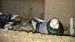 Dobaz Pigeon