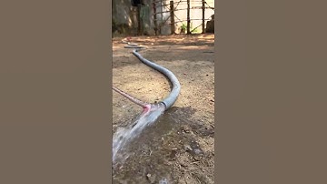 Snake Emerges from Inside the Pipe – Shocking Scene!