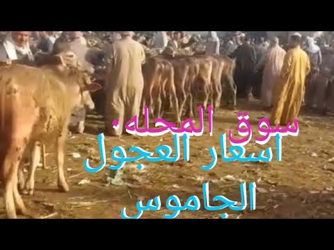 أسعار العجول الجاموس في ظل الدور إللي ماشي سوق المحله