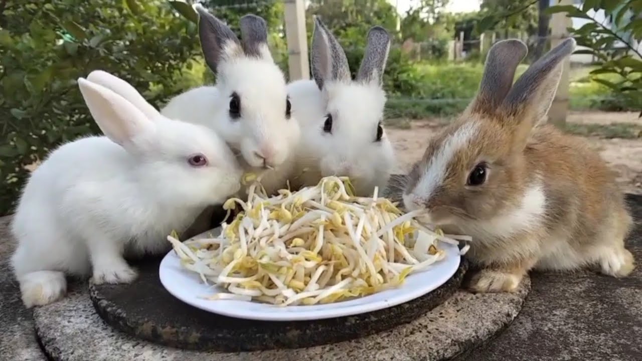Sowing beans  is a good food for my rabbits, Videos Rabbits Eating Food ❤️❤️