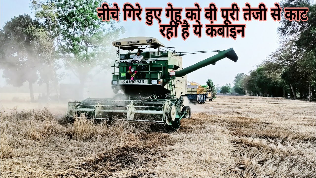 Gahir Combine Nabha Working देखिए केसे खेत में गेहूं की फसल की कटाई की जाती है