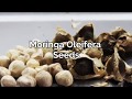 ASSIGNMENT 2 CHE 246 (GROUP 4) - WASTEWATER TREATMENT BY COAGULATION USING MORINGA OLEIFERA