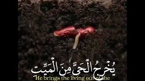 حالات وتس اب تلاوة خاشعة