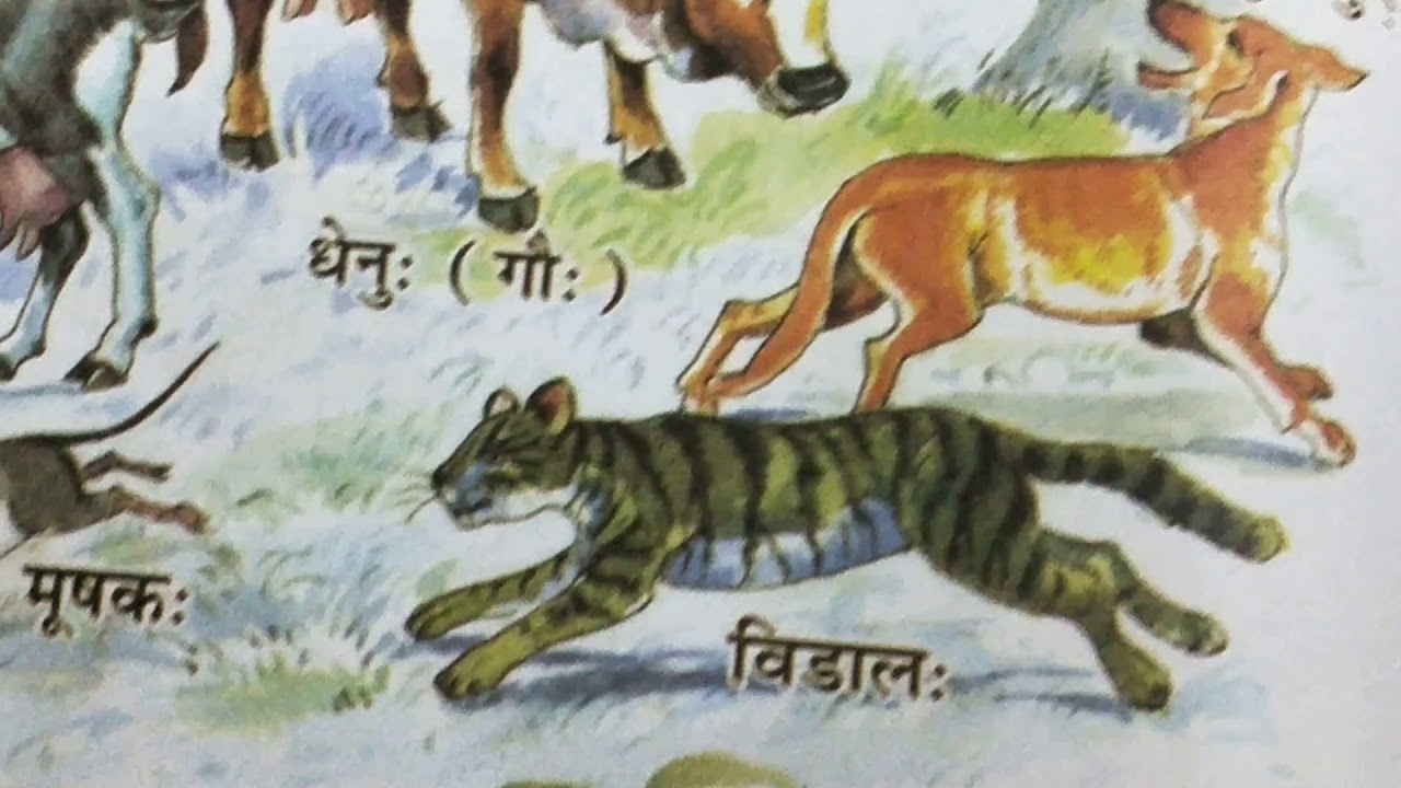 Sanskrit|संस्कृत|animals name in sanskrit|पशुओ के नाम संस्कृत  मे|#monikaallclasses#sanskrit#animals - YouTube
