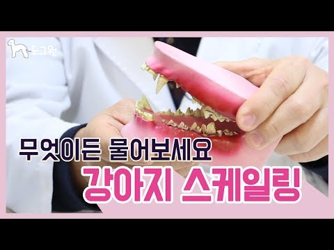 [도그원 Pet TV] 동물병원 원장님에게 무엇이든 물어보세요 - 강아지 스케일링 / 치석제거 -