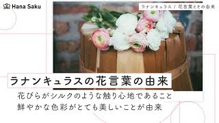 ラナンキュラスの花言葉 色 種類別の意味や由来 花束に人気の理由とは Hanasaku