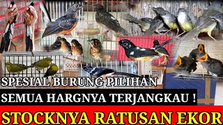 🔴 BANJIR STOCKNYA‼️FULL STOCK RATUSAN EKOR BURUNG LOKAL & IMPORT HRG MIRING 0838-7553-6945