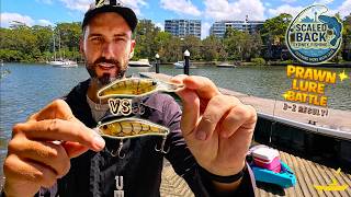 Prawn Lure Trolling Showdown! Which Atomic Hardz Shiner Wins | Sydney Harbour Kayak Fishing 🎣🛶