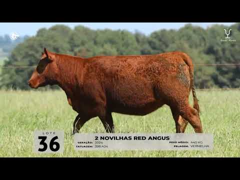 LOTE 36   TAT 404, 398 F Red Angus