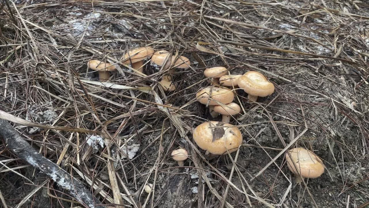 这个菌窝怎么样？你们碰到过没 #野蘑菇 #枞树菌 - YouTube