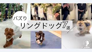 【バズり】厳選バズりリングドッグ7選