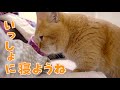 早く寝たいのに寝室に行くのを待っていてくれる短足マンチカンが愛おしすぎる!