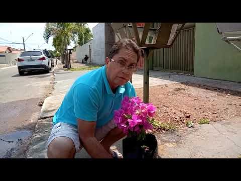 Vídeo: Plantio De Abetos (36 Fotos): Como Plantar Corretamente As Mudas Na Primavera No Local? É Possível Plantar Uma árvore De Abeto No Pátio De Uma Casa Particular? A Que Distância Plan