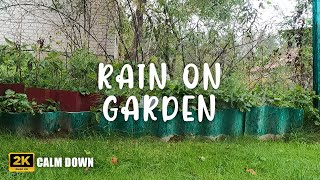 Rain On Lithuania Garden | For Sleep, Study, Relaxation | Calm Ambience, Rain Sounds