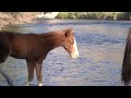 Wild Foal gets Side-Kicked - Mark Storto Nature Clips