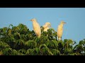 cattle egret.#nature #bbcearth #nationalgeographic #wildlife #animalplanet #discovery #wildlife