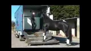 Loading a difficult horse with Michael Peace