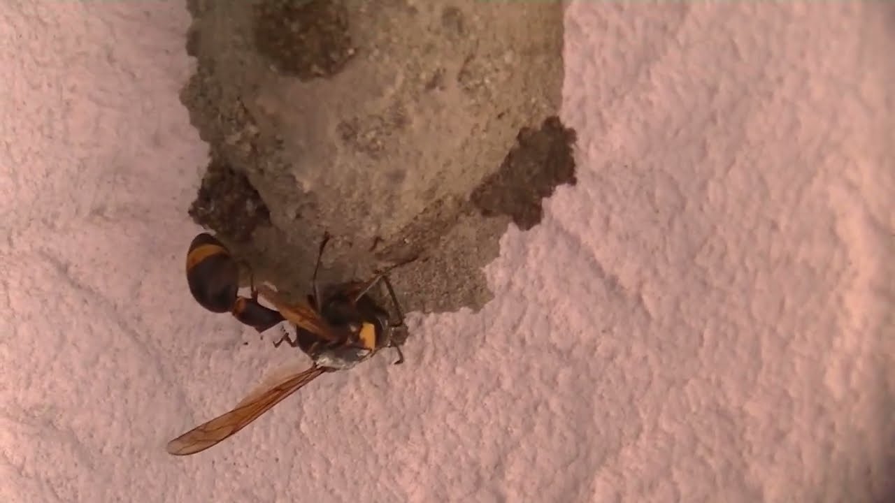 9月12日早朝のスズバチの巣 (9.12) 2024東瀛太極拳社