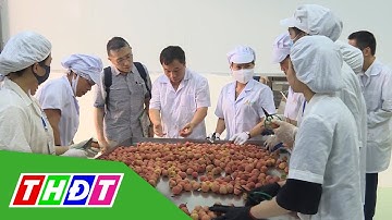 Xuất khẩu vải thiều tươi đi Nhật Bản thành hiện thực | THDT