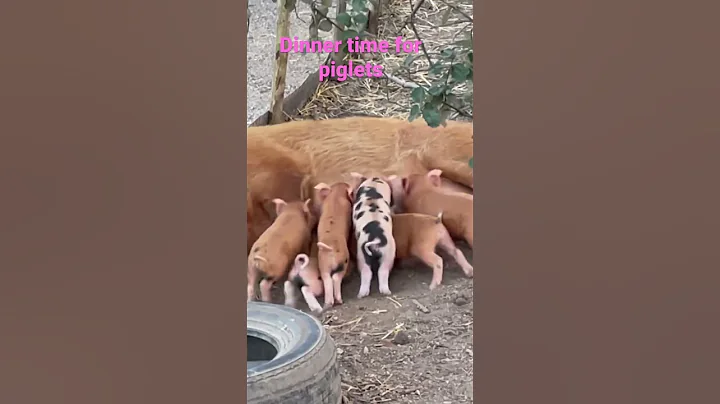 Dinner time for kunekune piglets #shorts #kunekune #piglets #homestead
