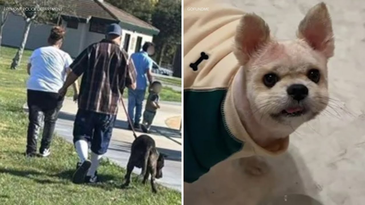 Police looking for dog and owner after deadly attack at Bay Area park ...