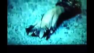 Is this a Bigfoot Leg and Hand ?