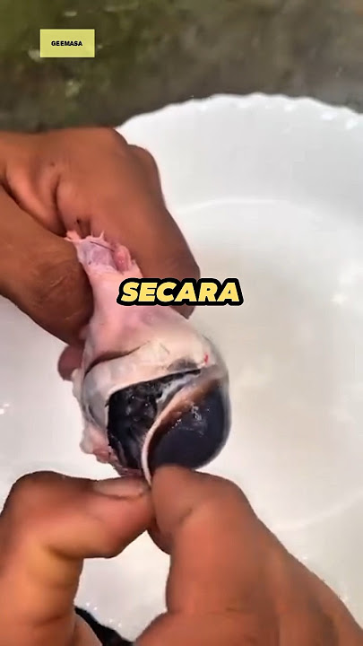 Isi dalam mata sapi yang mengejutkan 😱