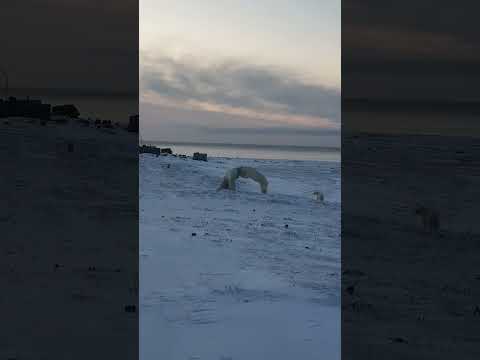 Защита медвежат. Самка спасает своё потомство от самца. #arctic #polarbear #арктика #fight #бой