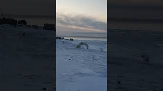 Защита медвежат. Самка спасает своё потомство от самца. #arctic #polarbear #арктика #fight #бой