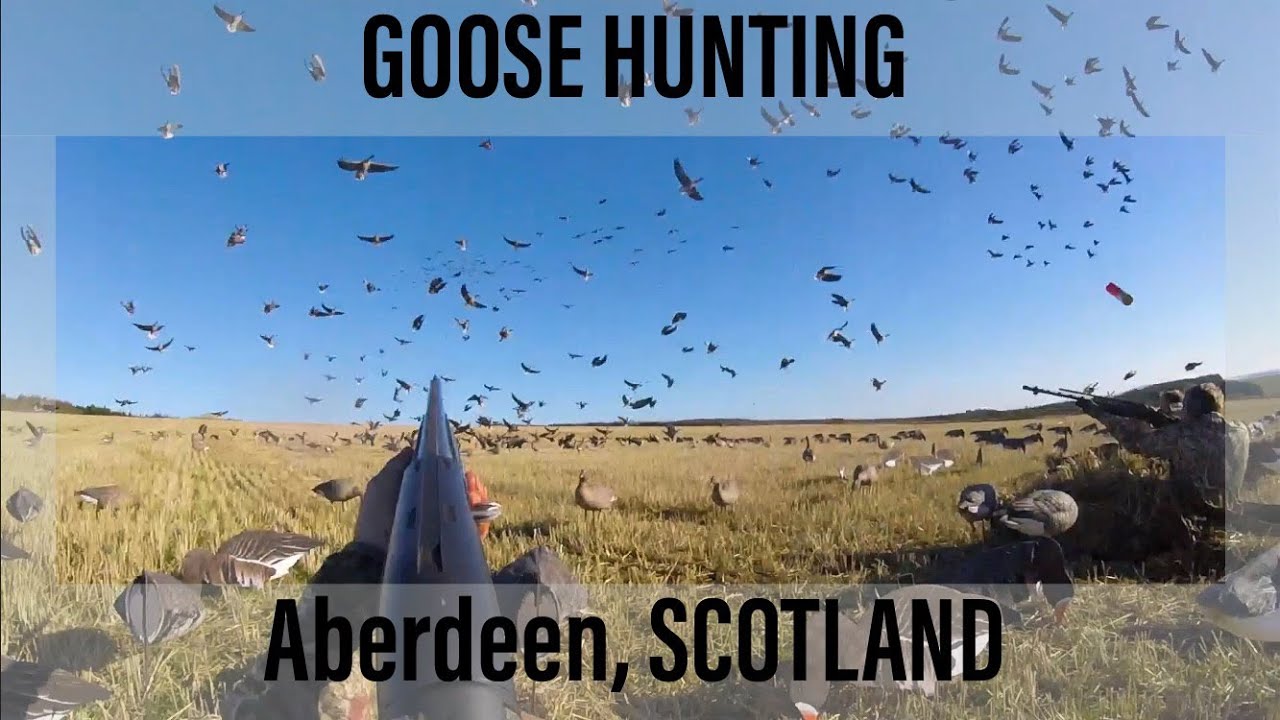 Pinkfoot hunting - ABERDEEN SCOTLAND
