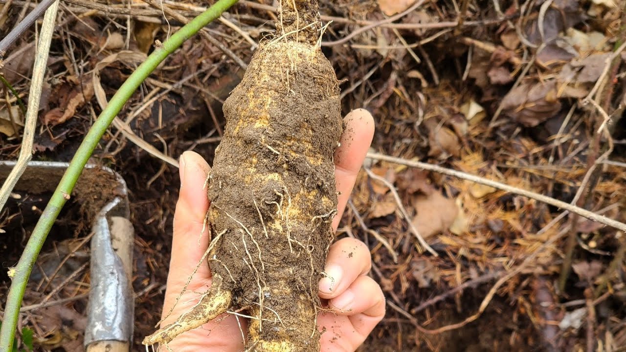 초대박!! 고산 대물더덕산행