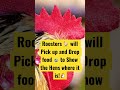 Homestead Chicken Facts pt20 #shorts #rooster