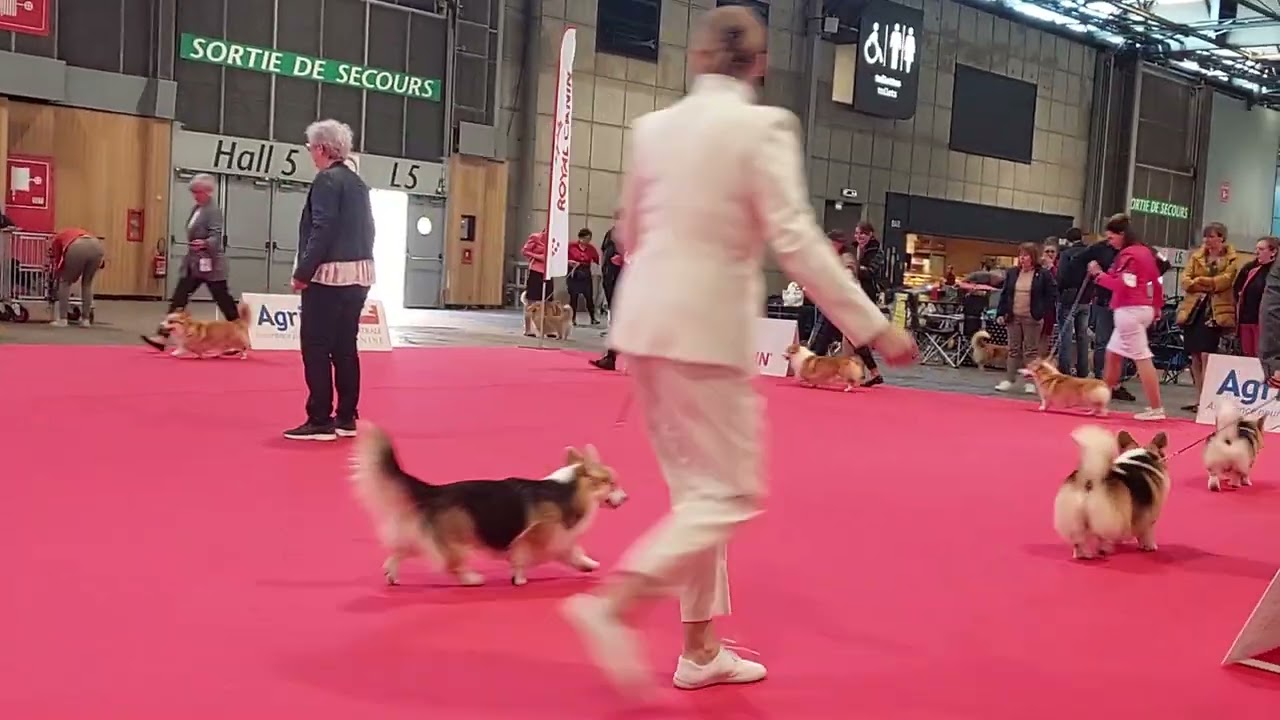 European dog show 2022,Paris, pembroke welsh corgi, champion dogs