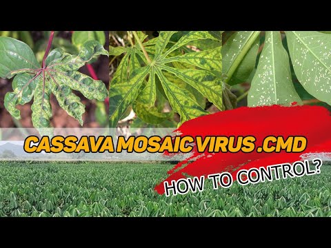 How to identify Cassava  disease | Cassava mosaic virus