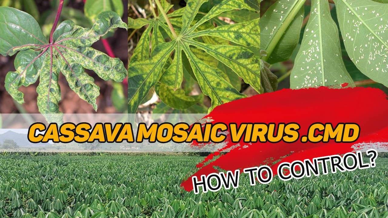 How to identify Cassava  disease | Cassava mosaic virus