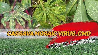 How to identify Cassava  disease | Cassava mosaic virus