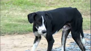 Download lagu Cachorro é resgatado pelos bombeiros seis dias após cair em um penhasco Cachorro é resgatado pelos bombeiros seis dias após cair em um penhasco