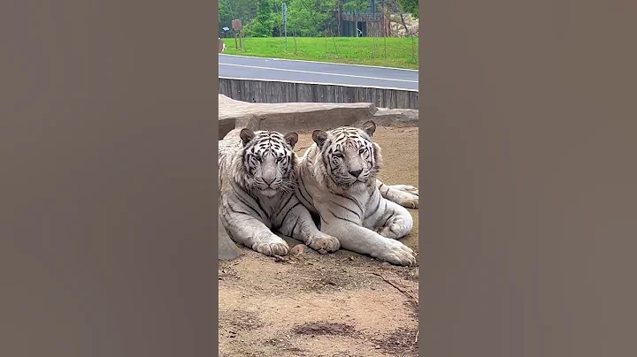 被兩隻老虎看着怎麼感覺後背發涼呢😂#animal 【跟着圖爾去旅行】 - 天天要聞