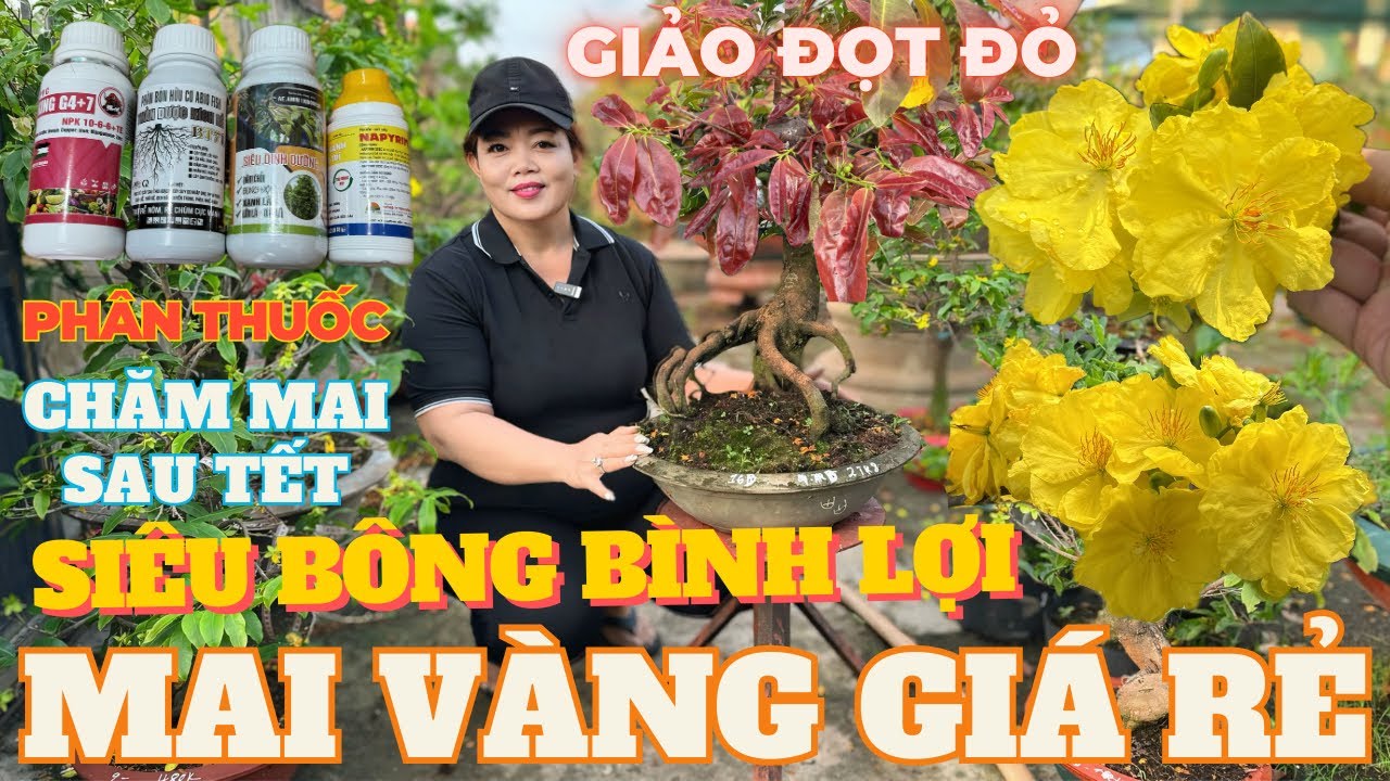 03-03 CHỊ DUNG Giao Lưu Mai Vàng Giá Rẻ, Siêu Bông Bình Lợi, Giảo Đọt Đỏ, Bạch Mai • THÀNH TRỌNG LÊ