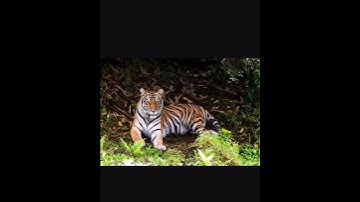 Thumbnail of Tiger Sound