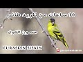 10ساعات من تغريد طائر الحسون الشوك Eurasian Siskin 
