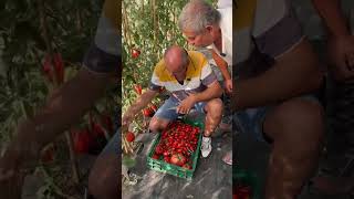 Inima De Albenga - Seminte Rosii De La Seminte 1