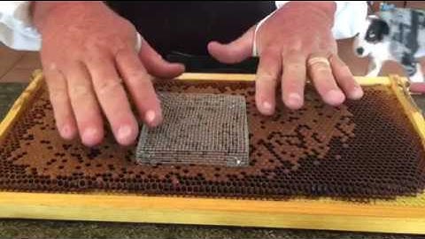 Installing queen bee I into a push-in cage.