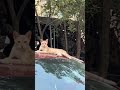 #youtubeshorts #lovemychannel #funnyanimals #cat #funny #cute #animalshorts #fypシ゚viral