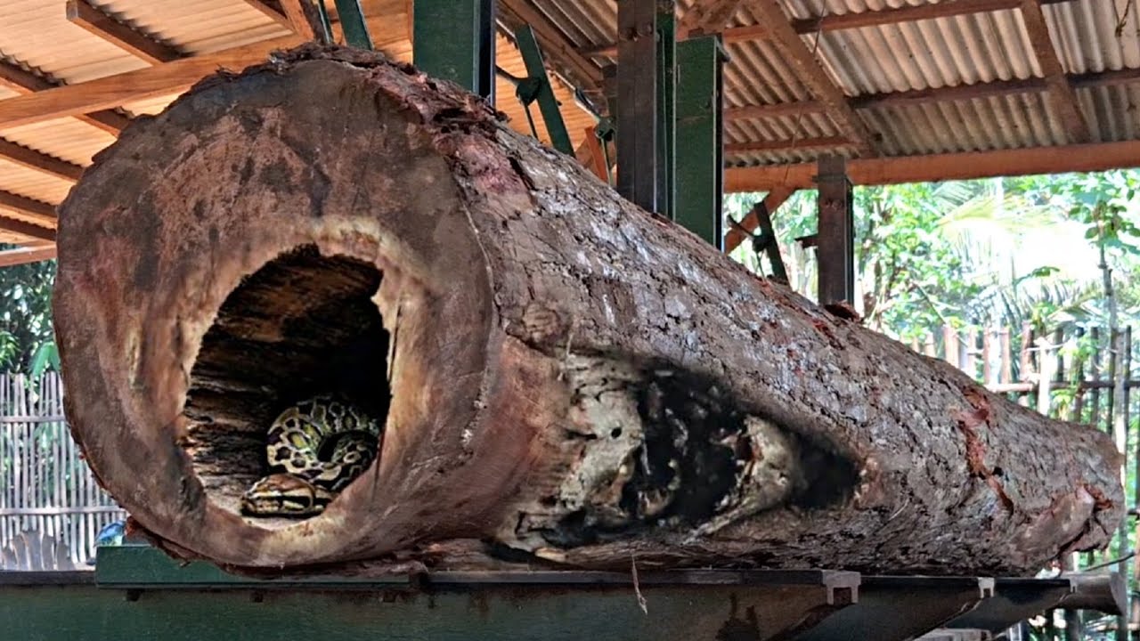 The process of sawing giant redwoods full of mystery on the sawmill at ...