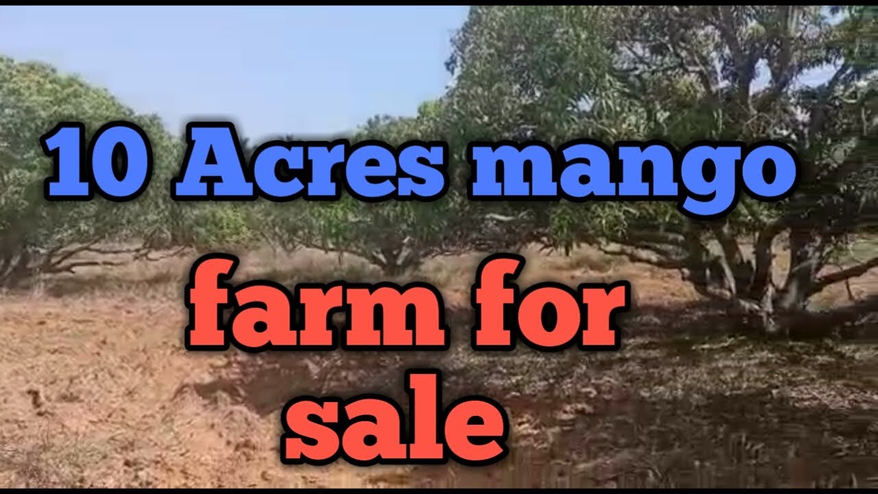 10 Acres mango farm for sale near chamrajnagar (9980224635) YouTube