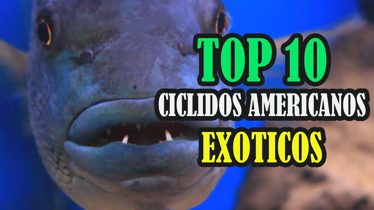 Top 10 MEJORES CICLIDOS americanos EXÓTICOS para acuaristas experimentados