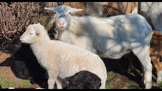 Sheep For Sale