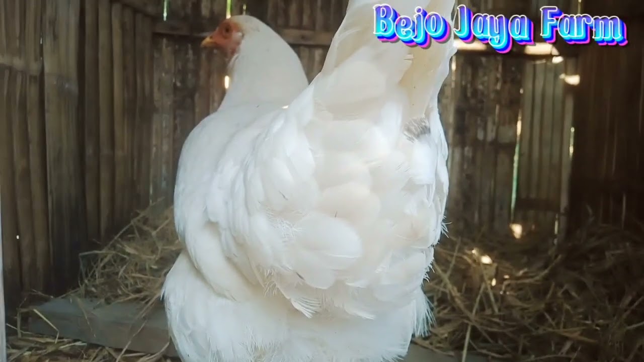 hasil kawin silang pejantan layer dengan betina kampung @bejojayafarm2103